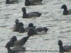 Black Brant at Paglesham Lagoon (Steve Arlow) (91183 bytes) Black Brant at Paglesham Lagoon (Steve Arlow) (91183 bytes)