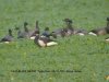 Black Brant at Paglesham Lagoon (Steve Arlow) (115943 bytes) Black Brant at Paglesham Lagoon (Steve Arlow) (115943 bytes)
