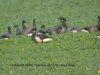 Black Brant at Paglesham Lagoon (Steve Arlow) (115943 bytes)