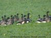 Black Brant at Paglesham Lagoon (Steve Arlow) (200930 bytes)