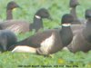 Black Brant at Paglesham Lagoon (Steve Arlow) (71099 bytes)