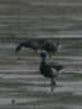 Black Brant at Shoebury East Beach (Don Petrie) (31218 bytes) Black Brant at Shoebury East Beach (Don Petrie) (31218 bytes)