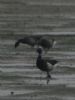 Black Brant at Shoebury East Beach (Don Petrie) (31218 bytes)