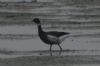 Black Brant at Shoebury East Beach (Don Petrie) (28636 bytes) Black Brant at Shoebury East Beach (Don Petrie) (28636 bytes)