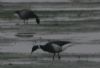 Black Brant at Shoebury East Beach (Don Petrie) (32232 bytes) Black Brant at Shoebury East Beach (Don Petrie) (32232 bytes)