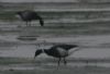 Black Brant at Shoebury East Beach (Don Petrie) (32232 bytes)