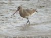 Black-tailed Godwit at River Roach (Steve Arlow) (121737 bytes) Black-tailed Godwit at River Roach (Steve Arlow) (121737 bytes)