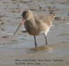 Black-tailed Godwit at River Roach (Steve Arlow) (98434 bytes)