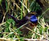 Bluethroat at Gunners Park (Steve Arlow) (73075 bytes)