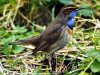 Bluethroat at Gunners Park (Steve Arlow) (34478 bytes)