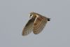 Barn Owl at Gunners Park (Steve Arlow) (57962 bytes)