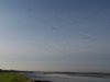 Dark-bellied Brent Goose at River Roach (Graham Mee) (28077 bytes) Dark-bellied Brent Goose at River Roach (Graham Mee) (28077 bytes)
