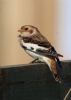 Snow Bunting at Wallasea Island (RSPB) (Jeff Delve) (36320 bytes)