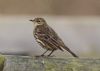 Rock Pipit at Wallasea Island (RSPB) (Jeff Delve) (41644 bytes)