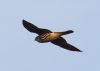 Merlin at Wallasea Island (RSPB) (Jeff Delve) (22416 bytes)