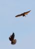 Merlin at Wallasea Island (RSPB) (Jeff Delve) (14851 bytes)