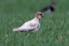 Lapwing at Wallasea Island (RSPB) (Jeff Delve) (46169 bytes)