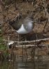 Common Sandpiper at Wallasea Island (RSPB) (Jeff Delve) (83293 bytes)