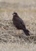 Marsh Harrier at Wallasea Island (RSPB) (Jeff Delve) (63411 bytes)