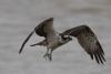 Osprey at Wallasea Island (RSPB) (Jeff Delve) (24484 bytes)