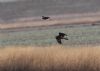 Marsh Harrier at Wallasea Island (RSPB) (Jeff Delve) (48251 bytes)