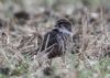 Merlin at Wallasea Island (RSPB) (Jeff Delve) (63797 bytes)