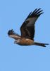 Red Kite at Wallasea Island (RSPB) (Jeff Delve) (25452 bytes) Red Kite at Wallasea Island (RSPB) (Jeff Delve) (25452 bytes)