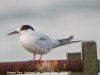 Common Tern at Southend Pier (Steve Arlow) (45731 bytes) Common Tern at Southend Pier (Steve Arlow) (45731 bytes)