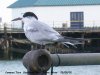 Common Tern at Southend Pier (Steve Arlow) (51173 bytes) Common Tern at Southend Pier (Steve Arlow) (51173 bytes)
