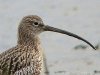 Curlew at Two Tree Island (West) (Steve Arlow) (54910 bytes) Curlew at Two Tree Island (West) (Steve Arlow) (54910 bytes)