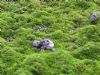 Peregrine Falcon at Victoria Avenue, Southend (Paul Griggs) (118556 bytes)