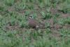 Dotterel at Wallasea Island (RSPB) (Martin Cracknell) (58126 bytes)