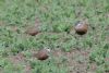 Dotterel at Wallasea Island (RSPB) (Martin Cracknell) (71387 bytes)