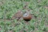 Dotterel at Wallasea Island (RSPB) (Martin Cracknell) (66311 bytes)