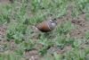 Dotterel at Wallasea Island (RSPB) (Martin Cracknell) (67397 bytes)