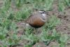 Dotterel at Wallasea Island (RSPB) (Martin Cracknell) (64107 bytes)