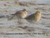 Dotterel at Wakering (Steve Arlow) (46265 bytes)