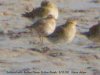 Dotterel at Wakering (Steve Arlow) (47563 bytes)