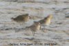 Dotterel at Wakering (Steve Arlow) (58508 bytes)