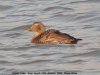 Eider at Barling (Steve Arlow) (79211 bytes)