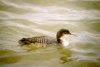 Great Northern Diver at Southend Pier (Mike Bailey) (34711 bytes)