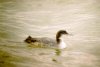 Great Northern Diver at Southend Pier (Mike Bailey) (32699 bytes)