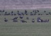White-fronted Goose at Wallasea Island (RSPB) (Jeff Delve) (57598 bytes)