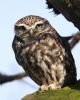 Little Owl at Canewdon (Jeff Delve) (66570 bytes) Little Owl at Canewdon (Jeff Delve) (66570 bytes)