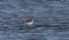 Curlew Sandpiper at Wallasea Island (RSPB) (Jeff Delve) (67288 bytes)