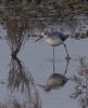 Greenshank at Wallasea Island (RSPB) (Jeff Delve) (65832 bytes)