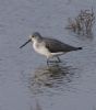 Greenshank at Wallasea Island (RSPB) (Jeff Delve) (58282 bytes)