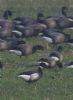 Black Brant at Wallasea Island (RSPB) (Jeff Delve) (58352 bytes)