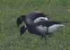 Black Brant at Wallasea Island (RSPB) (Jeff Delve) (59235 bytes)