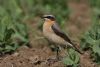 Wheatear at Wallasea Island (RSPB) (Jeff Delve) (47773 bytes)